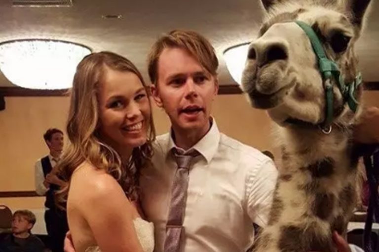 美甜美婚禮遇不速客 一群羊駝昂首挺胸湊熱鬧