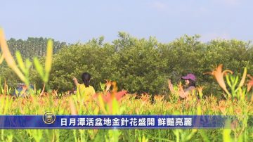 日月潭活盆地金针花盛开 鲜艳亮丽