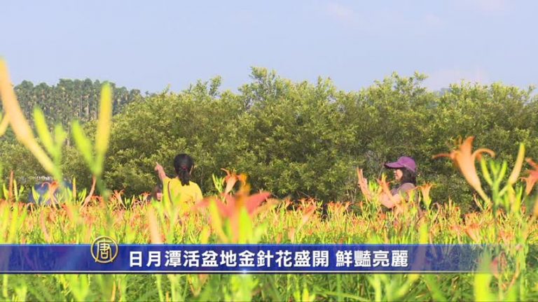 日月潭活盆地金針花盛開 鮮豔亮麗