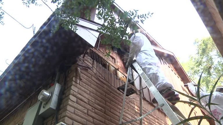 一民居清除200磅蜂巢  亡羊補牢危害大