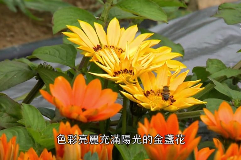 美麗心台灣：學習大自然 分享生命成長與喜悅（上集）
