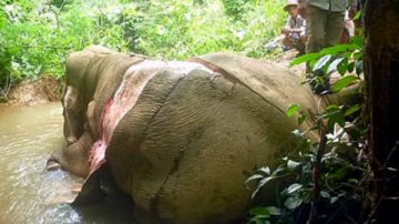 怵目驚心：緬中邊境大象遭獵殺剝皮銷往中國