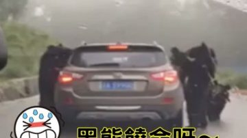 攔路搶劫！4黑熊圍堵遊客車要食物(視頻)