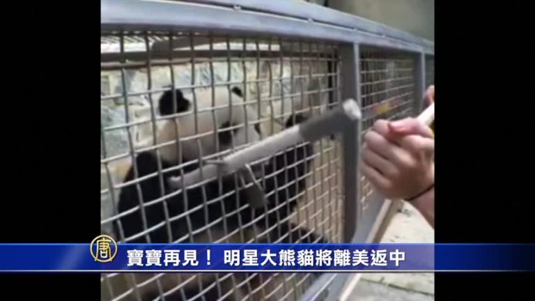 寶寶再見！ 明星大熊貓將離美返中