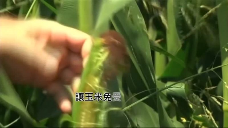 Rice大学开发转基因生物探测器