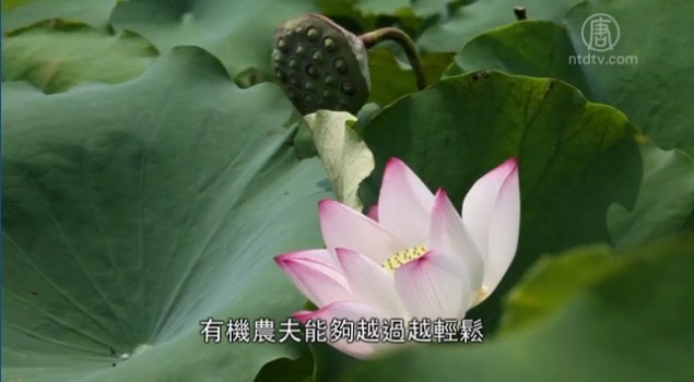 美麗心台灣：友善大地 生態保育美夢成真