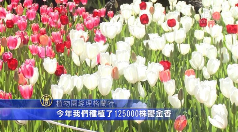 澳洲珀斯春季郁金香展
