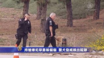 持槍嫌犯草叢躲貓貓 警犬發威嗅出蹤跡