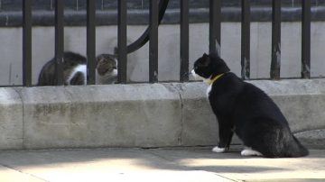 英外交部淘气黑白猫 横行唐宁街屡遭捉包