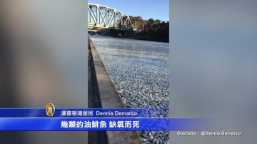 长岛海域惊现大片死鱼 环保厅：缺氧造成