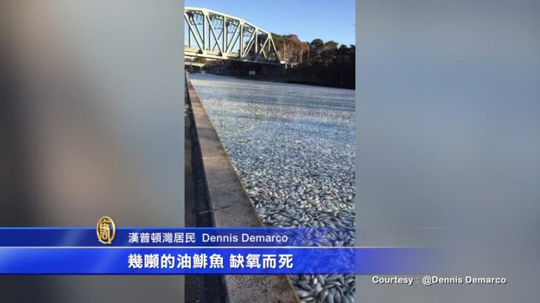長島海域驚現大片死魚 環保廳：缺氧造成