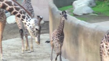 洛動物園將慶50週年 開心迎長頸鹿寶寶