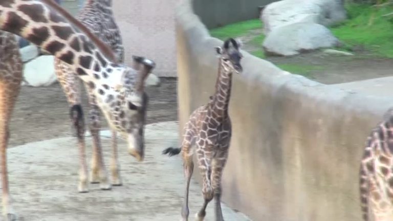 洛動物園將慶50週年 開心迎長頸鹿寶寶