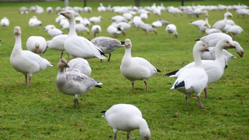 列治文海埔新生地野鳥導覽