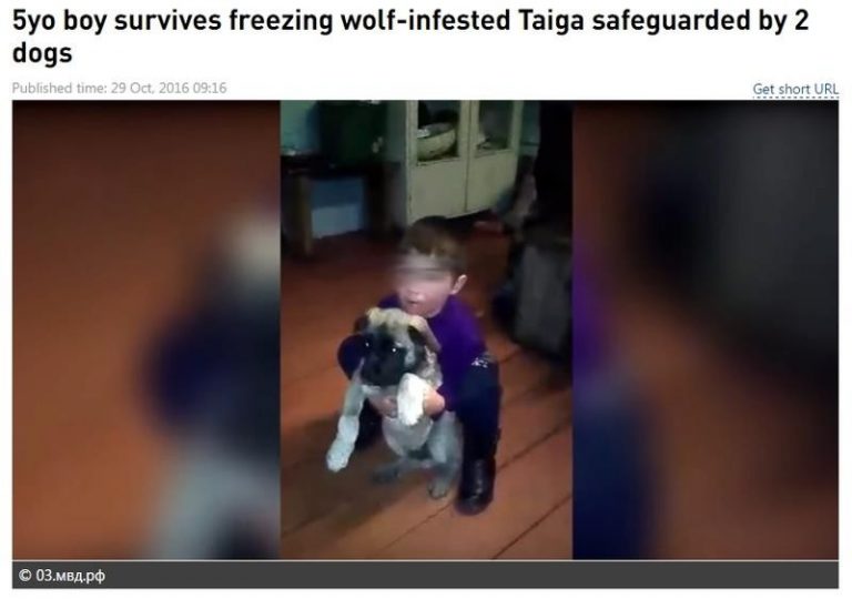 森林熊狼出沒 西伯利亞5歲男童迷路24小時獲救