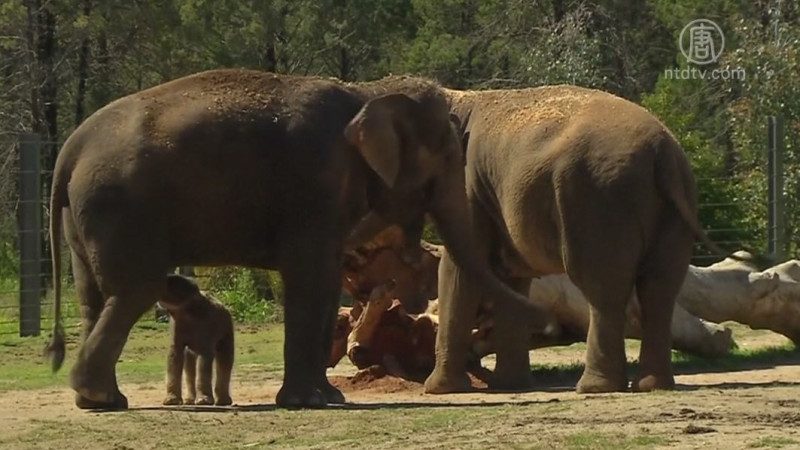 澳洲動物園誕生第一頭亞洲小象