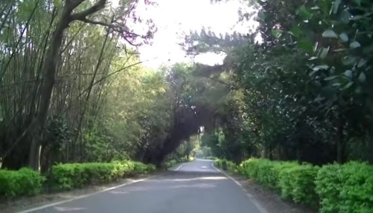 桃園新屋綠色隧道傳火警 大火猛燒3000坪