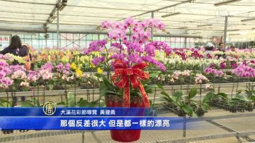 桃园花彩节 大溪区缤纷率先登场