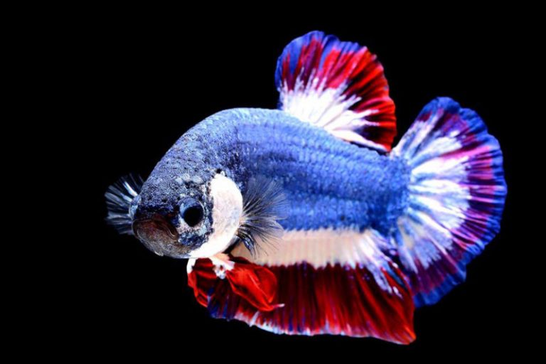 起價99銖 泰國國旗魚創5.35萬天價