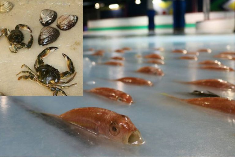 冰面下鋪5000條魚 日本溜冰場遭指責