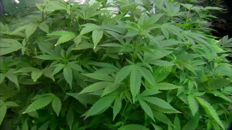加州娛樂大麻合法 麻駕等問題成隱憂