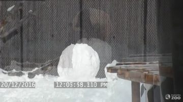 多倫多動物園 大熊貓開心玩雪