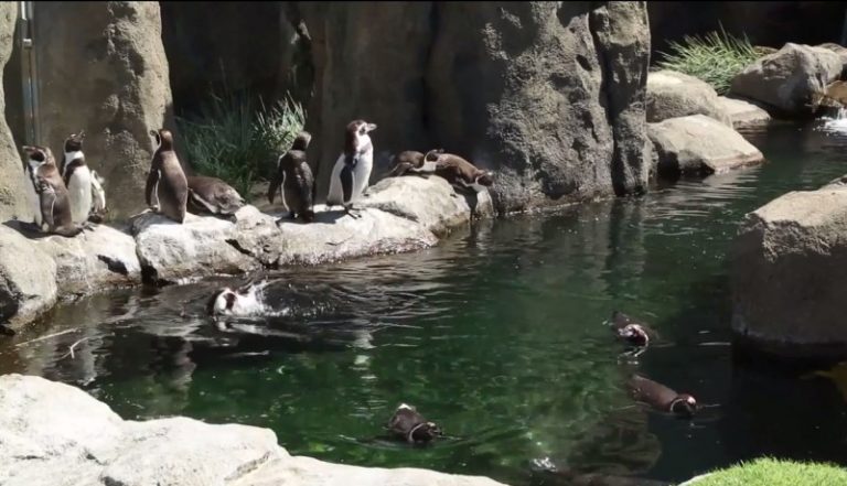 令人震驚！加拿大動物園一夜之間7隻企鵝集體溺斃
