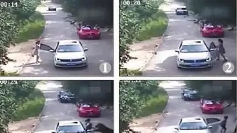 八達嶺老虎傷人事件再起爭執 「異地審理」被拒