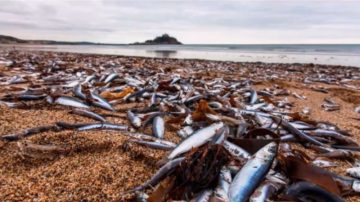 英海滩惊现上万死鱼 海鸟拒食 狗不闻