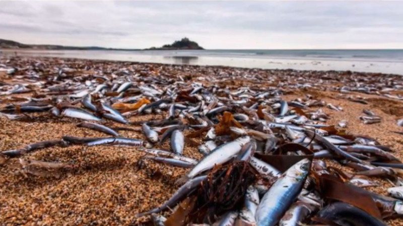 英海滩惊现上万死鱼 海鸟拒食 狗不闻