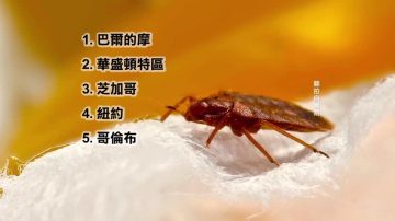 全美臭虫哪最多？纽约 旧金山都上榜