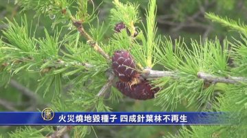 火灾烧地毁种子 四成针叶林不再生