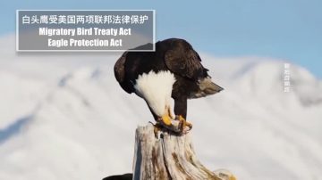 國鳥白頭鷹遭槍擊 警局懸賞捉嫌犯