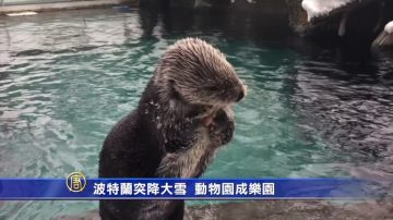 波特蘭突降大雪  動物園成樂園