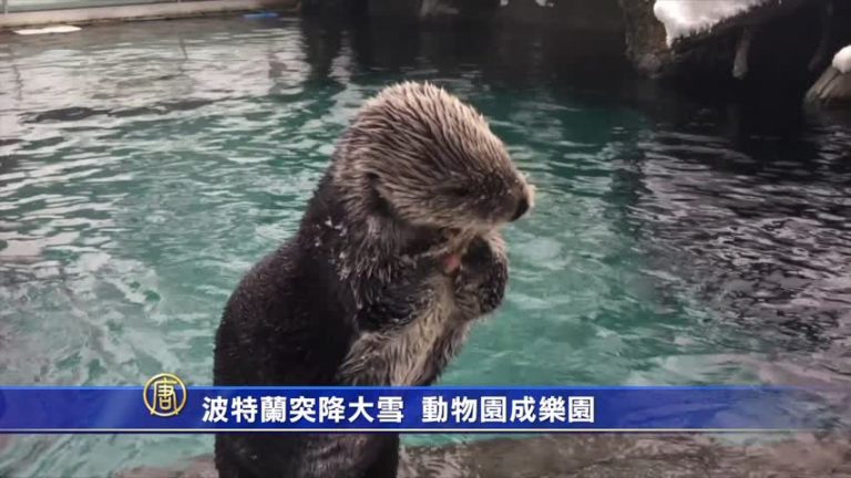 波特蘭突降大雪  動物園成樂園