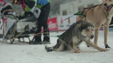 狗狗好可愛！法國狗拉雪橇比賽正在進行（視頻）