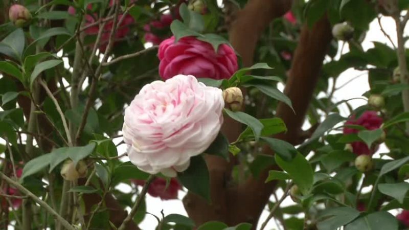 孔雀开屏 百花相伴 新埔花园走春趣