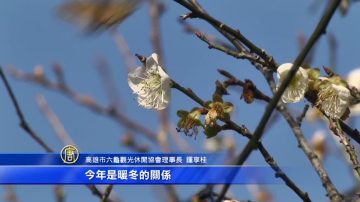 六龜梅花初綻放 賞梅+美食泡湯正夯