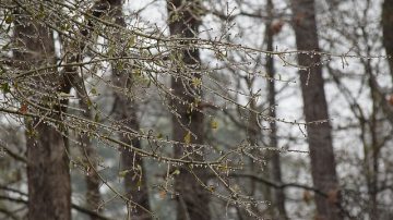 大多伦多地区经历冰雨天气 导致交通事故和电力中断