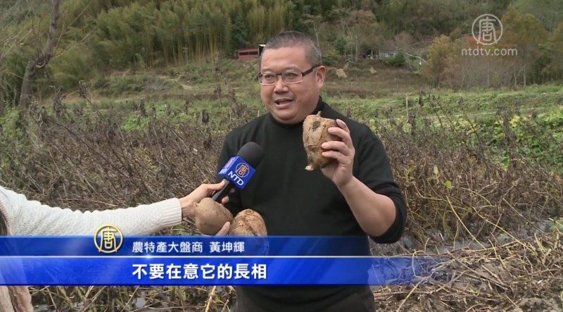 長得像地瓜的水果 「天山雪蓮」正盛產