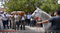 心碎一幕：白马在主人葬礼上抵棺哀鸣