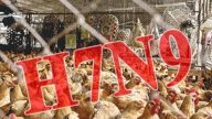 大陆H7N9禽流感频发 贵州江西各增一例