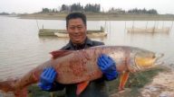 江西渔民捕获“水老虎” 身长过1米重70斤　