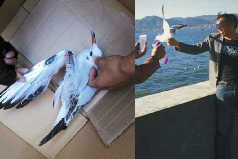 遊客昆明強抓海鷗拍照 摔斷海鷗翅膀