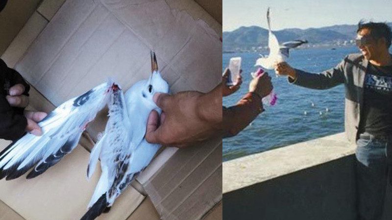 遊客昆明強抓海鷗拍照 摔斷海鷗翅膀