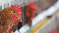 男童佛山返港发烧确诊染H7N9 4名接触医护现病征