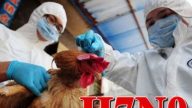 大陆年底暴增H7N9禽流感 确诊106宗20人死
