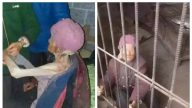 广西92岁老妇被关猪圈多年  儿媳：是自愿的