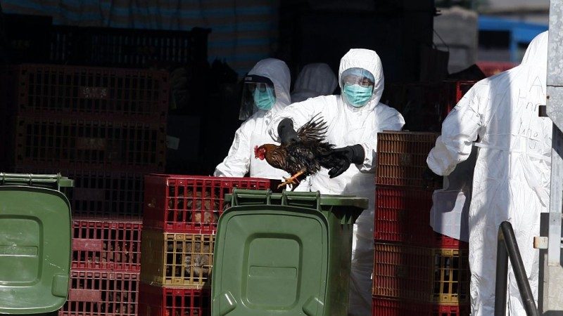 H7N9来袭！继香港4人后 澳门老妇确诊