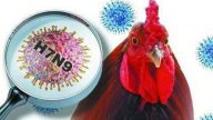 湖南汉接触禽类 感染H7N9病危